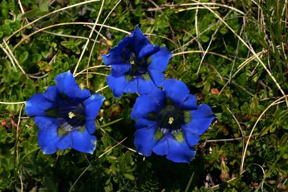 Gentiana dinarica / Genziana dell''Appennino